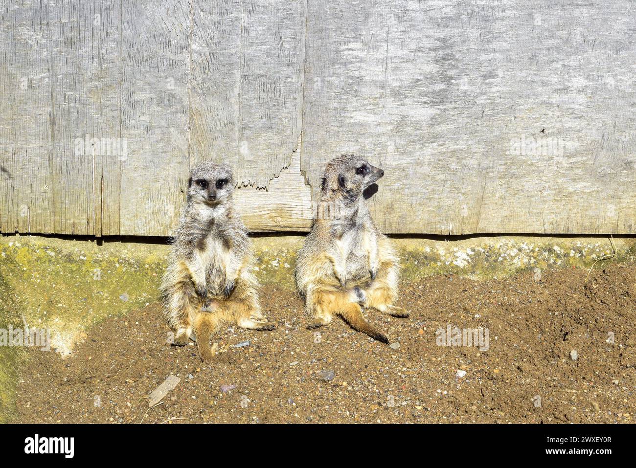 Due meercats seduti insieme uno è rivolto verso l'esterno come se ignorasse l'altro Foto Stock