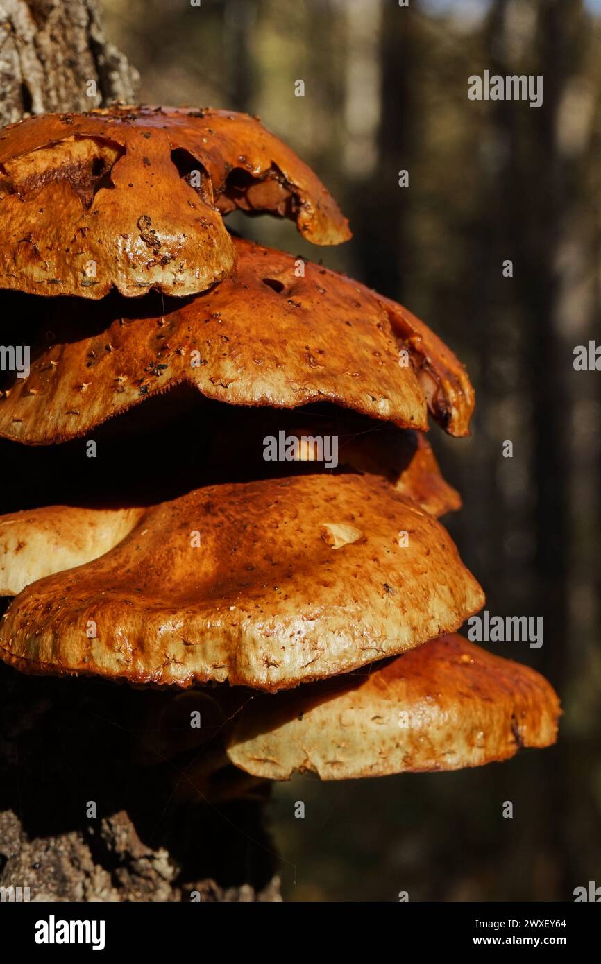 Gruppo di funghi bruni della foresta che crescono su un albero di betulla, da vicino. Periodo autunnale, raccolta di colture selvatiche. fungo tinder. Splendida luce del tramonto. Sfondo botanico naturale. Piante selvatiche in natura Foto Stock