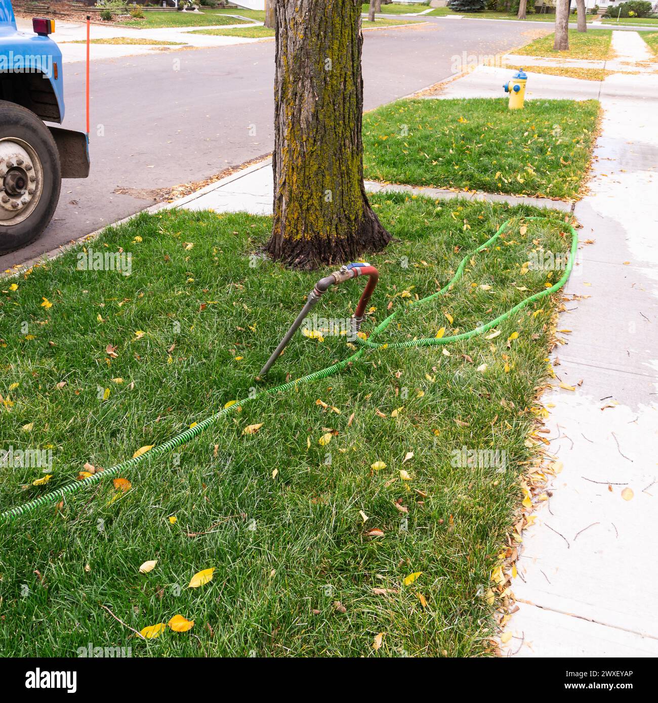 Lavoro punblic in città innaffiare in profondità un singolo albero con un tubo di irrigazione inserito nel terreno Foto Stock