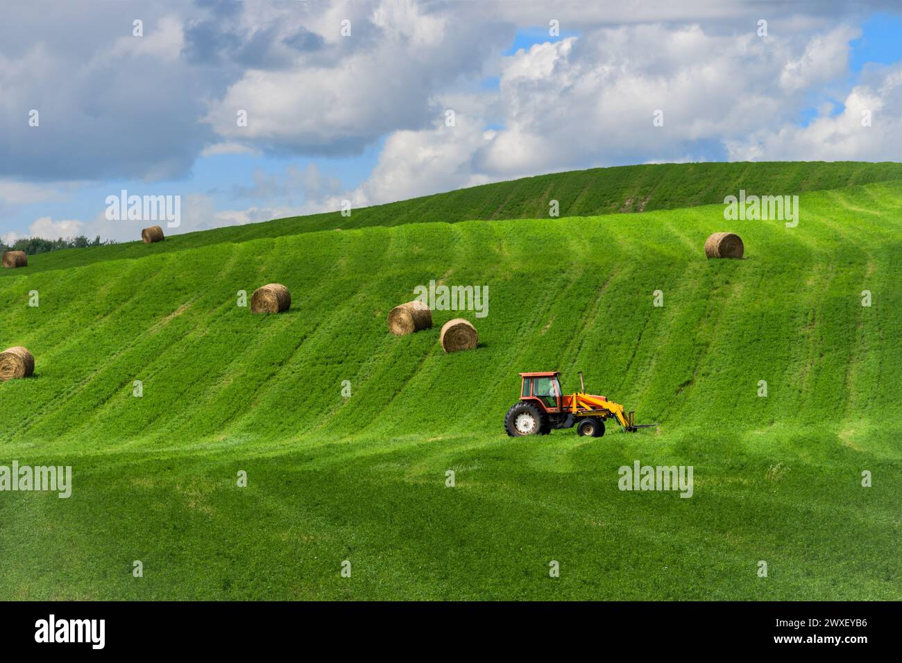 Paesaggio rurale collinare dell'Alberta con campo di erba medica e balle di fieno per cereali e trattore con caricatore forche per caricare balle di fieno in piena estate Foto Stock