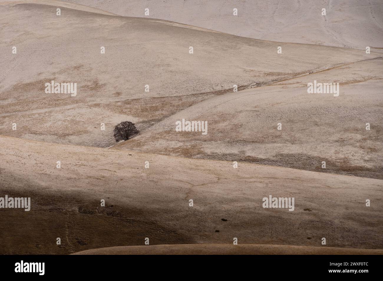 Un paesaggio collinare dalle forme morbide e ondulate, con un albero solitario che emerge nella vastità silenziosa della natura. Foto Stock