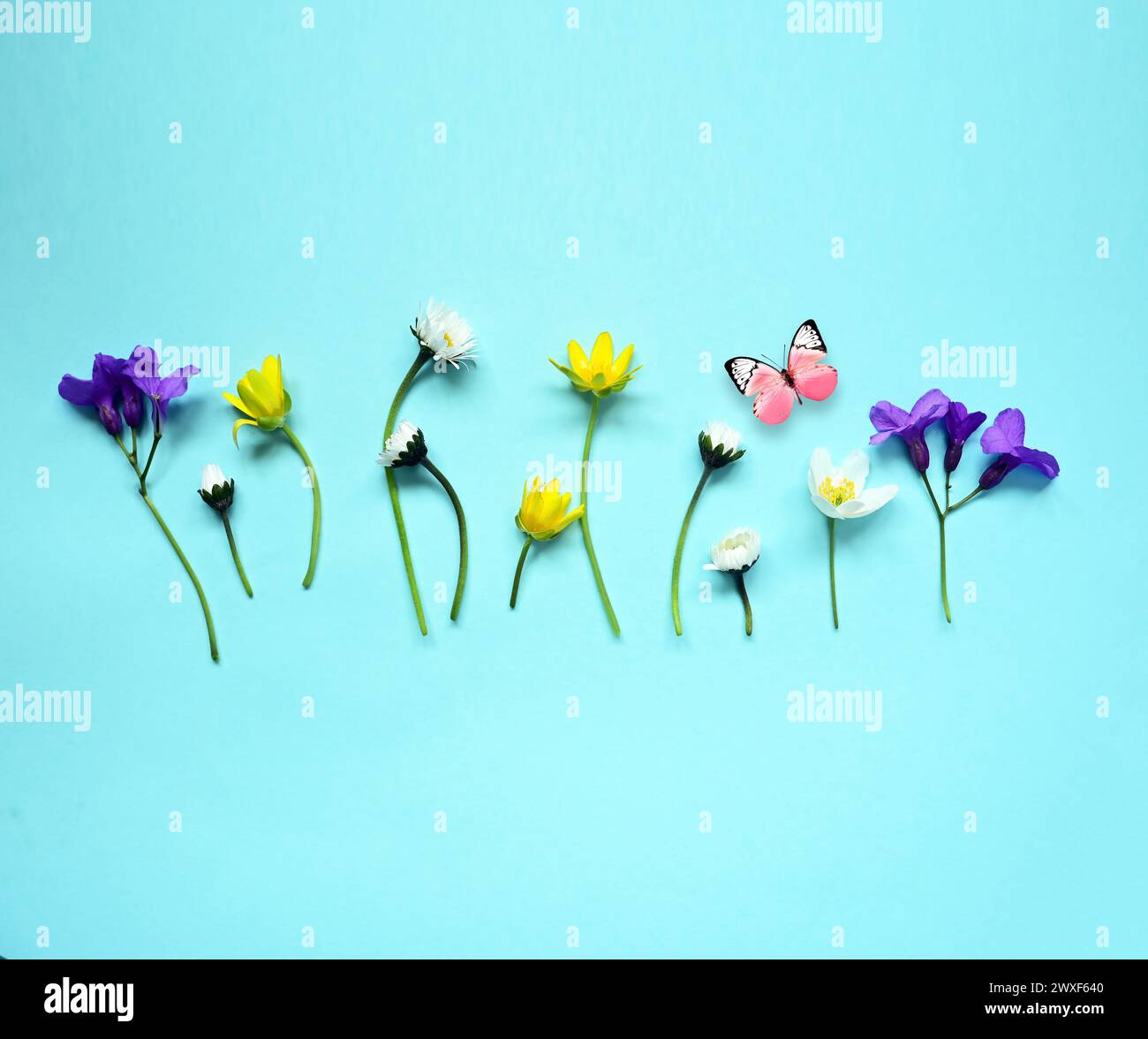 Adagiato con splendidi fiori di prato e farfalla su sfondo blu. Foto Stock