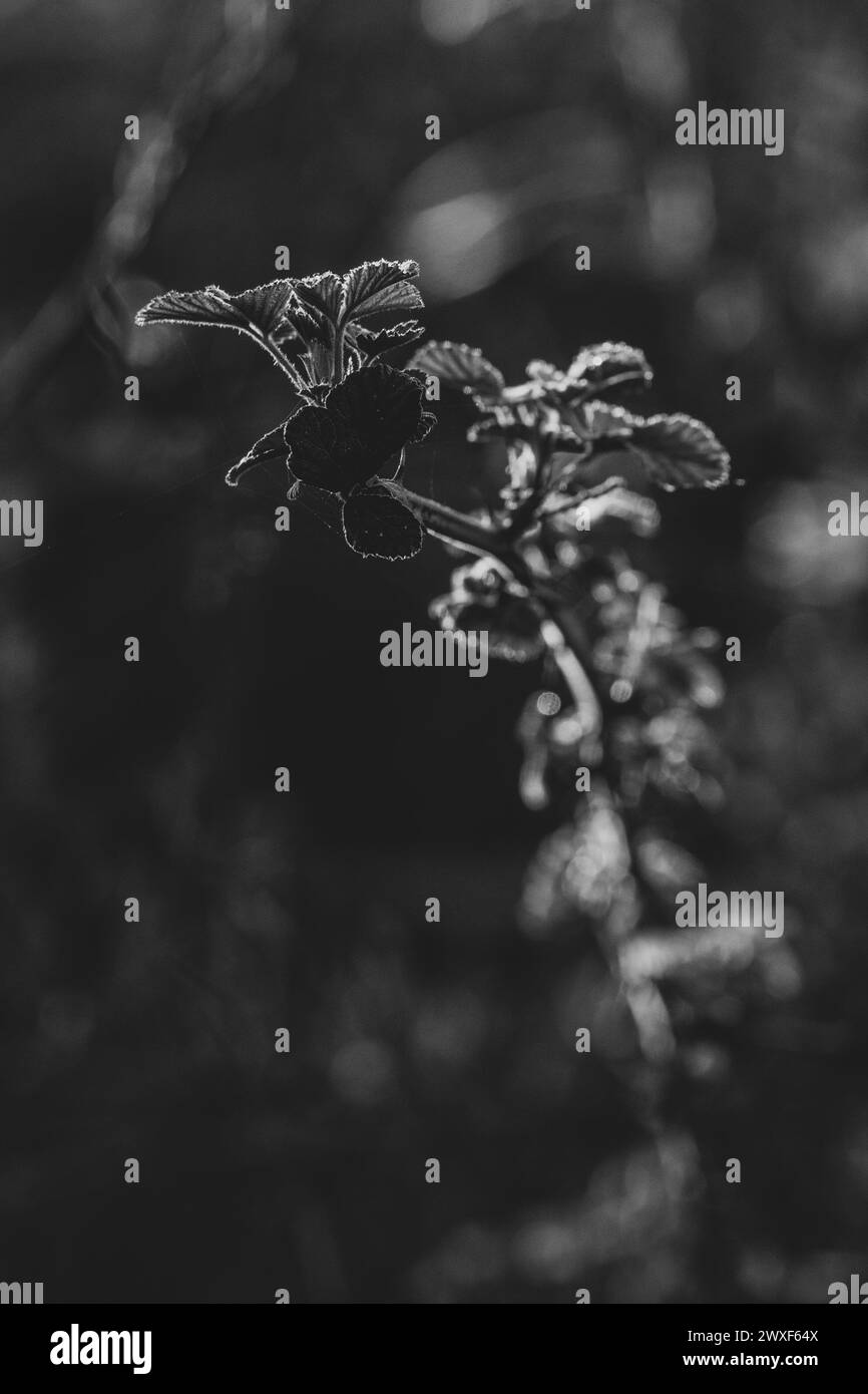 L'eleganza della natura. Primo piano, immagine dettagliata delle foglie su un ramo d'albero isolato. Bianco e nero. Contrasto monocromatico Foto Stock