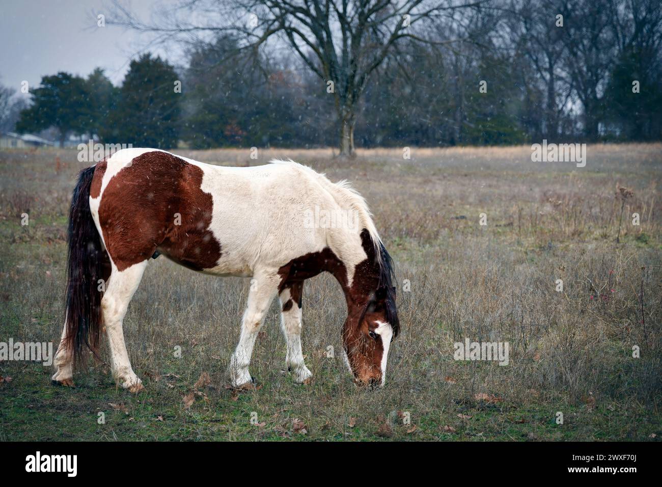 Un cavallo pascolava in un campo, con neve leggera, vicino a Carterville, Missouri. Foto Stock