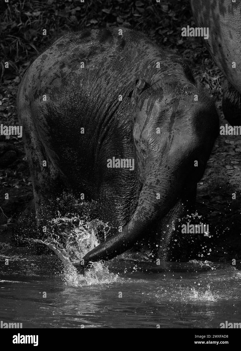 Elefante asiatico, Elephas maximus, vitello che gioca con l'acqua nella riserva di Kabini. India Foto Stock