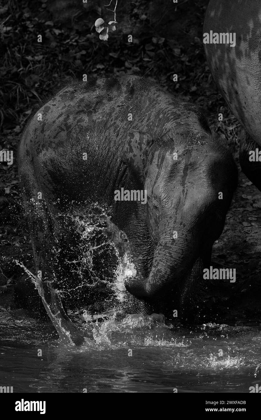 Elefante asiatico, Elephas maximus, vitello che gioca con l'acqua nella riserva di Kabini. India Foto Stock