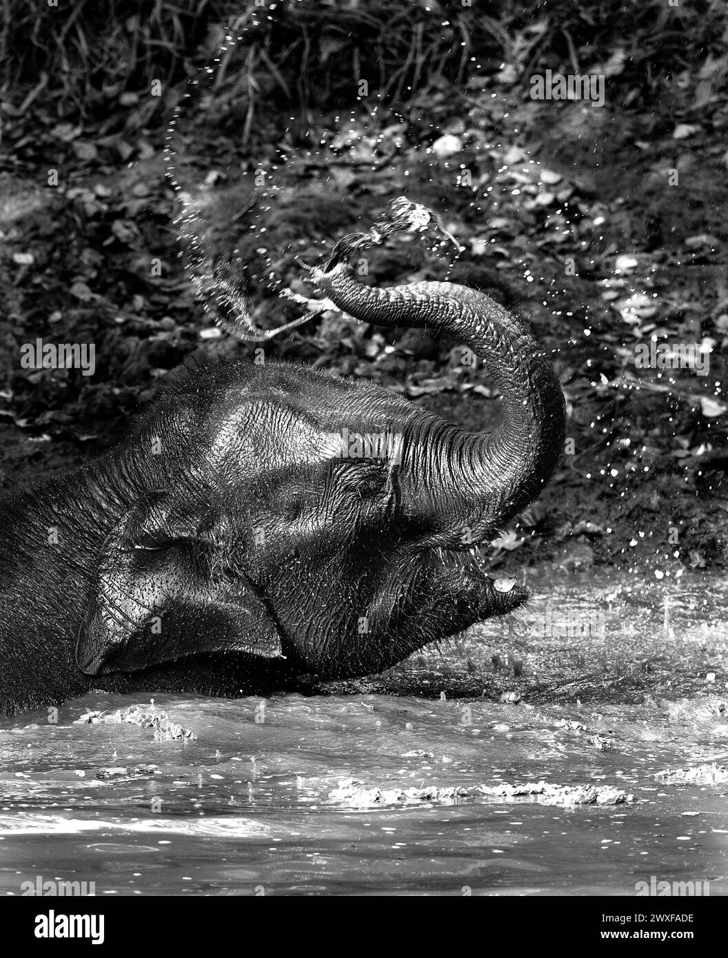 Elefante asiatico, Elephas maximus, vitello che gioca con l'acqua nella riserva di Kabini. India Foto Stock