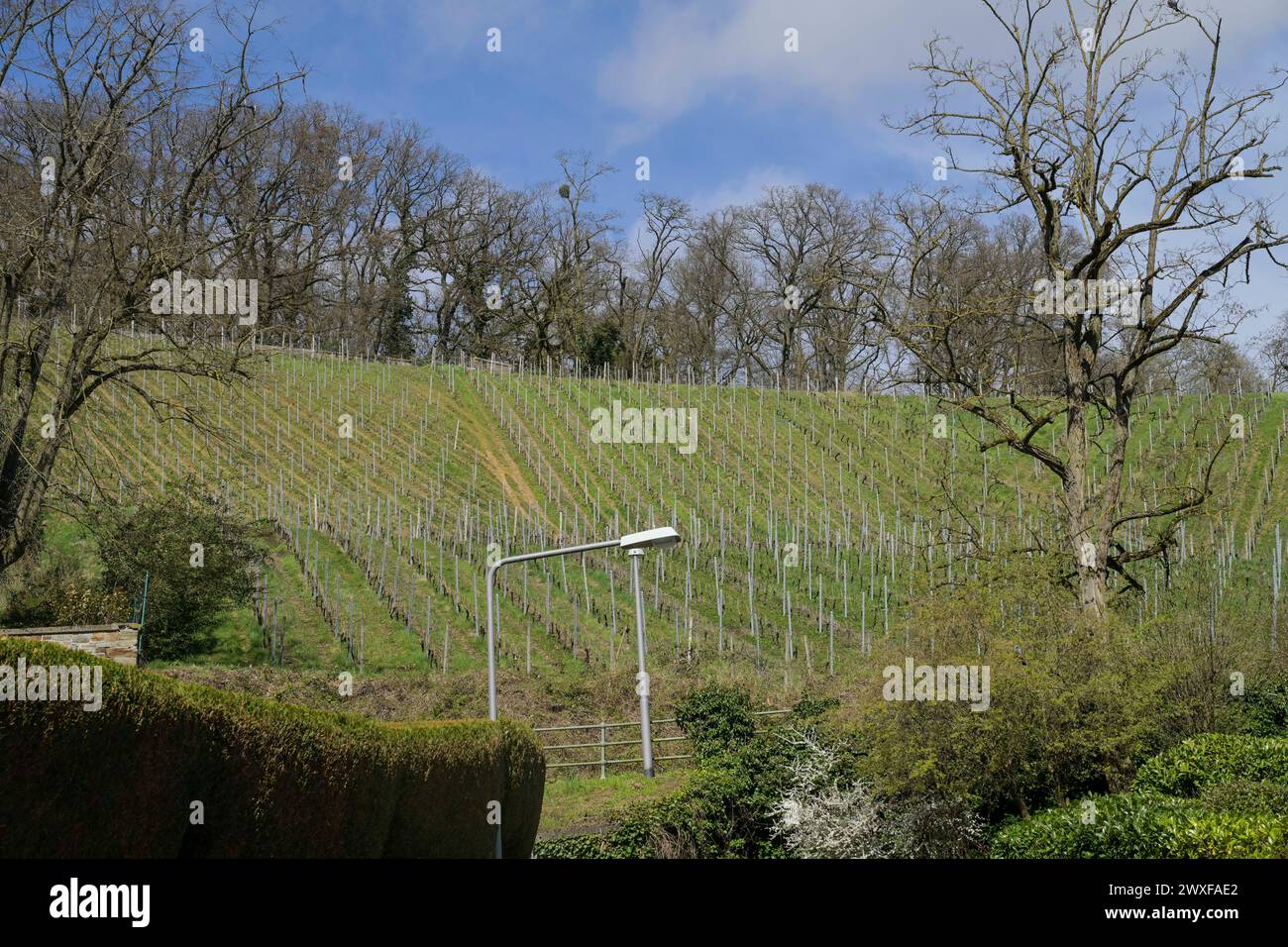 Weinberg am Neroberg, Wiesbaden, Assia, Germania Foto Stock