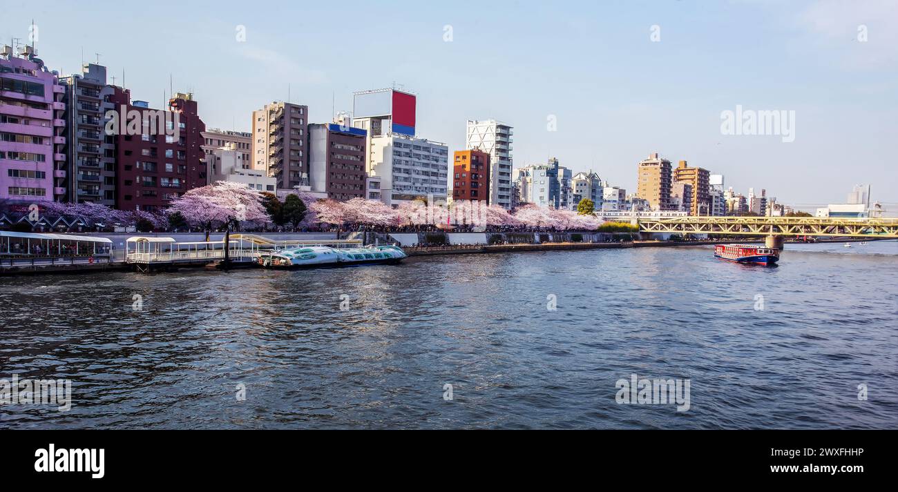 Stupore Sumida Park sulle rive del fiume Sumida - fantastico fiore di ciliegio rosa! Persone in coda per un giro su una barca da diporto. Persone in lontananza Foto Stock