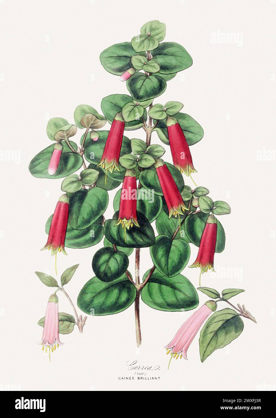 Illustrazione dei fiori colorati. Arte botanica vintage Intorno al 1848 Foto Stock