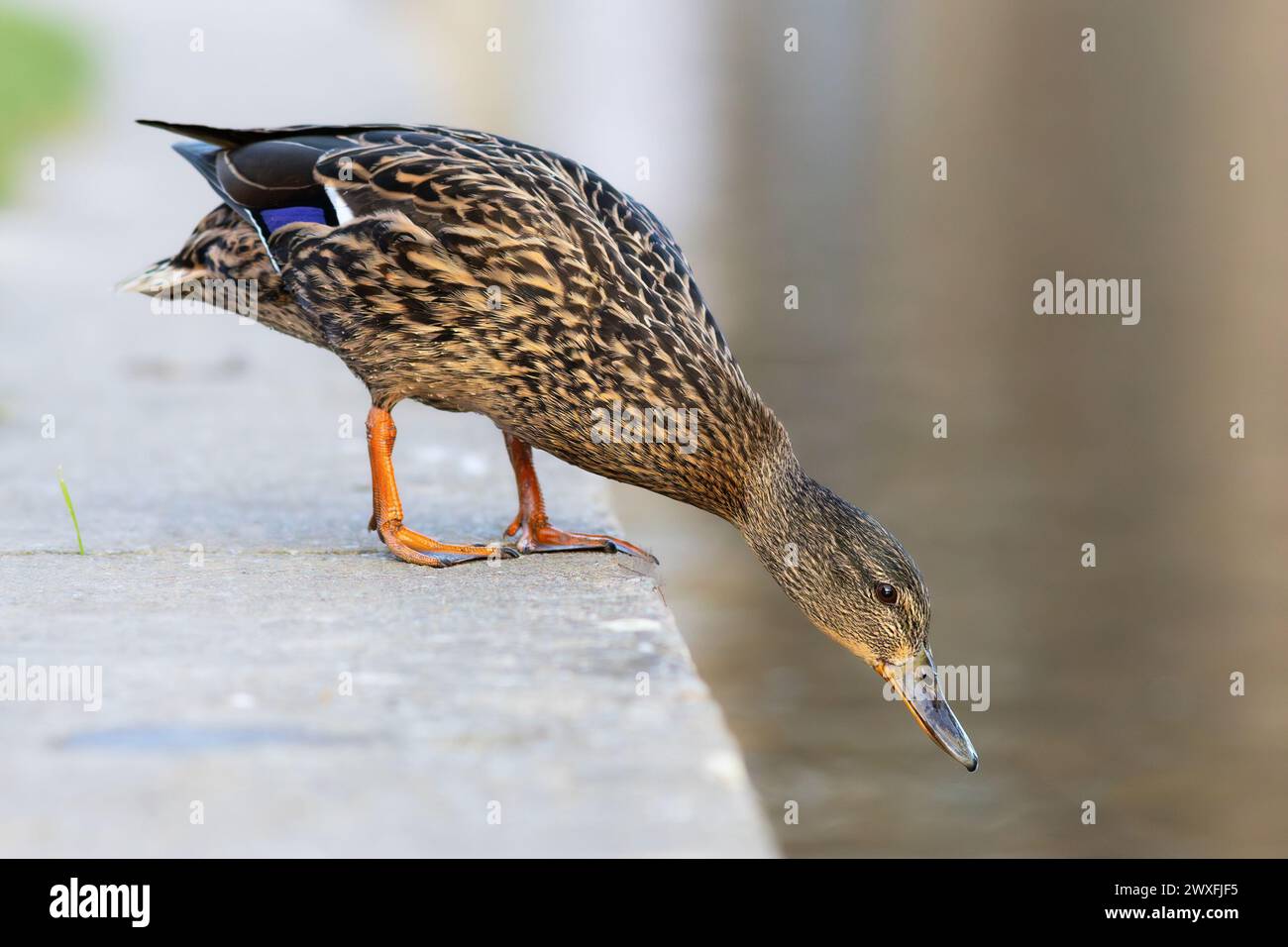 Maschili presso lo stagno delle anatre della città (Anas platyrhynchos) Foto Stock
