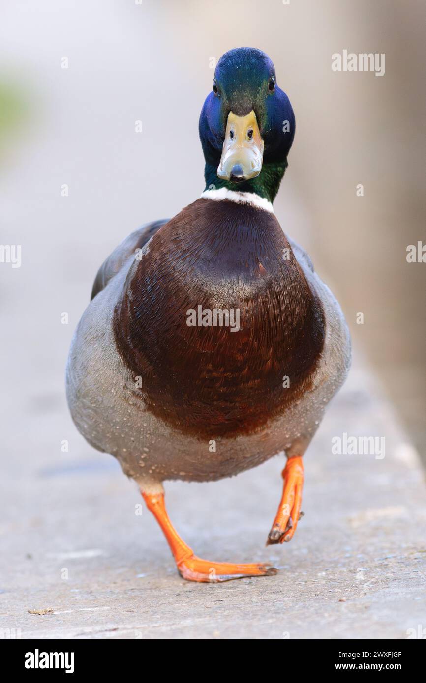 Divertente e informale drake che cammina verso la fotocamera (Anas platyrhynchos) Foto Stock
