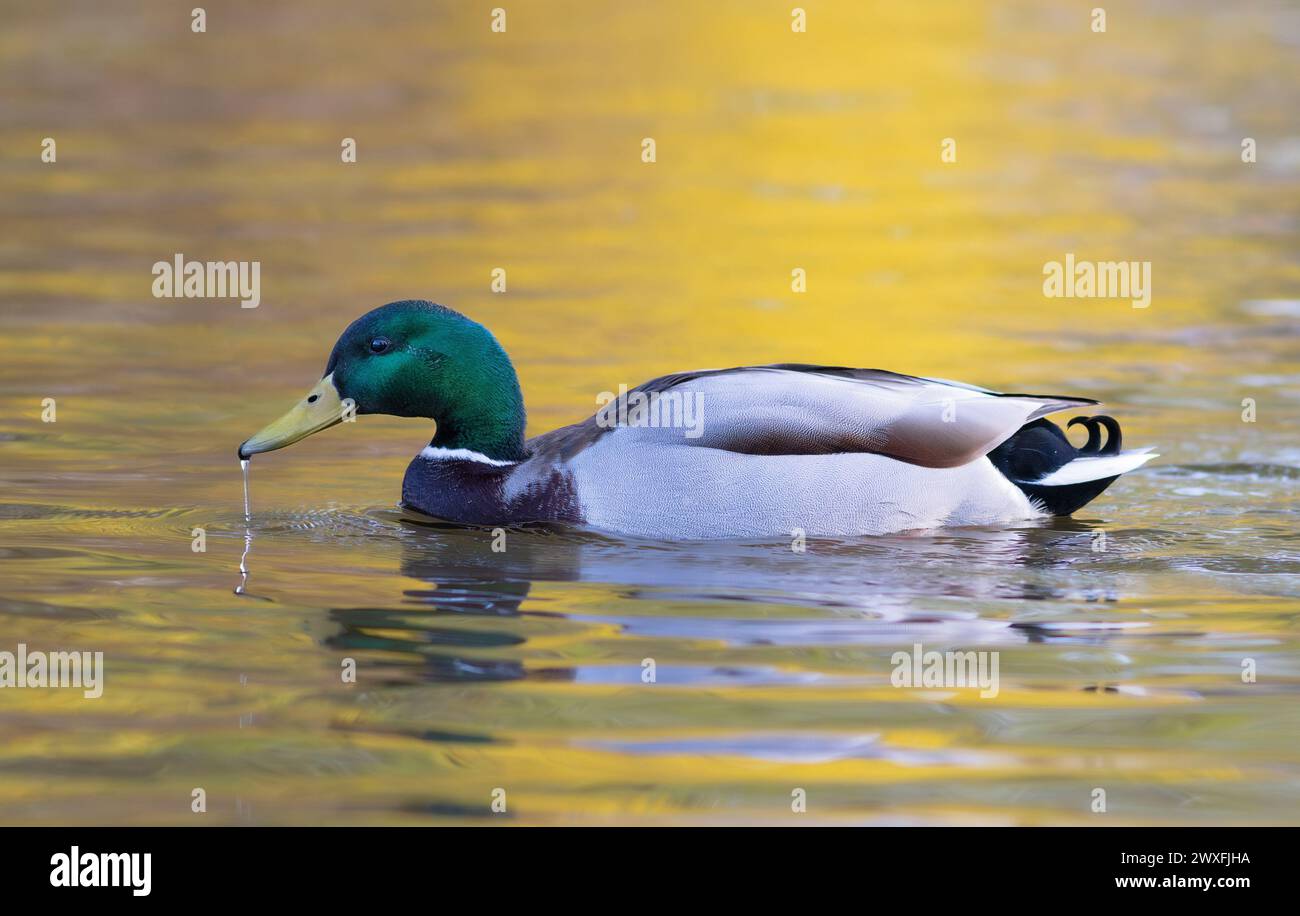 Maschili in una luce colorata al tramonto, uccelli che nuotano sulla superficie dell'acqua (Anas platyrhynchos) Foto Stock