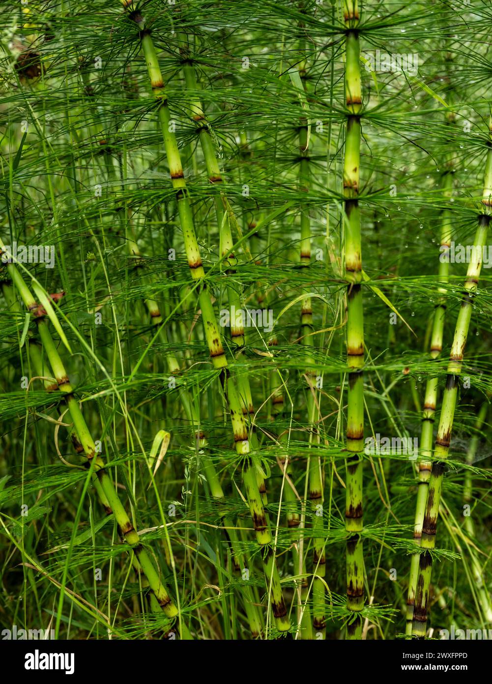 Gli steli delle piante di Horsetail crescono nel Redwood National Park Foto Stock