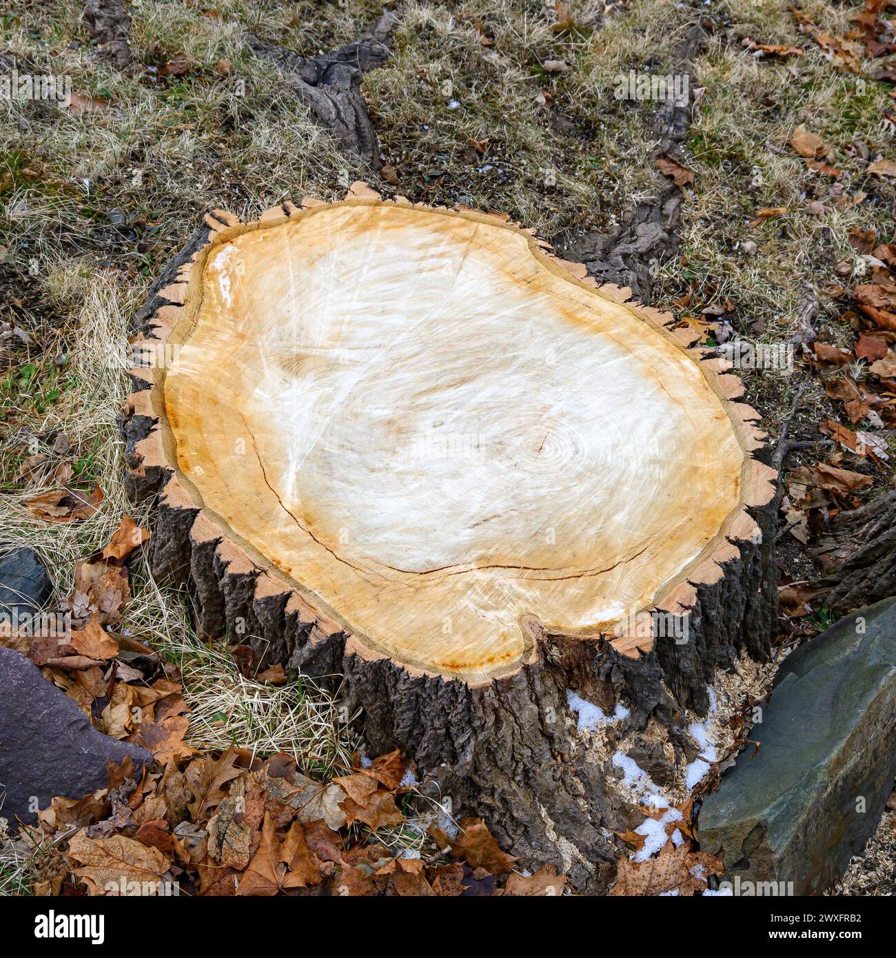 Un grosso ceppo d'albero appena tagliato proietta dall'erba morta. L'albero è stato spazzato via dal vento in una tempesta. Foto Stock