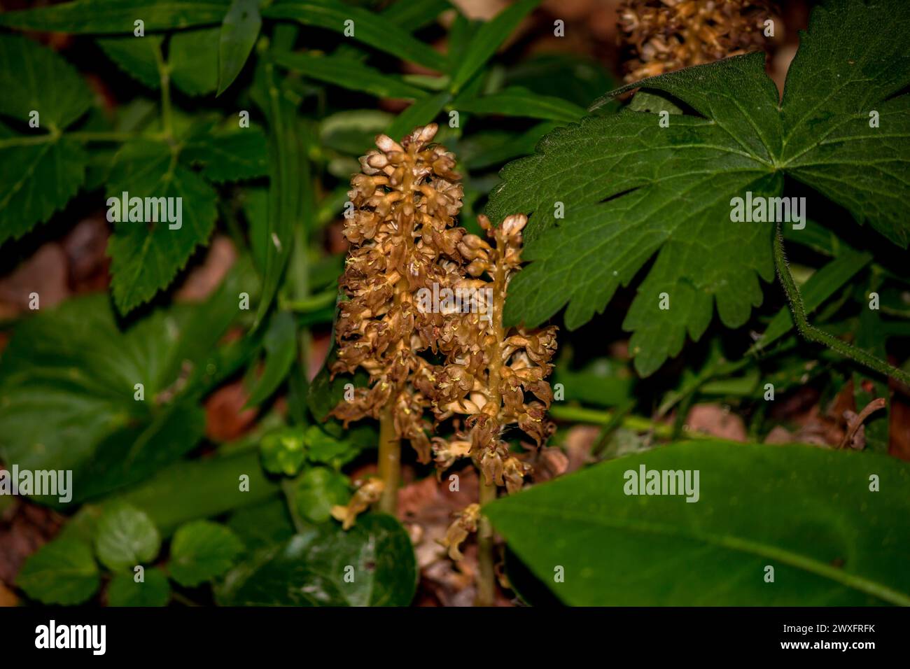 Piantare Neottia nidus-avis (orchidea nido di uccelli) nella foresta a maggio Foto Stock