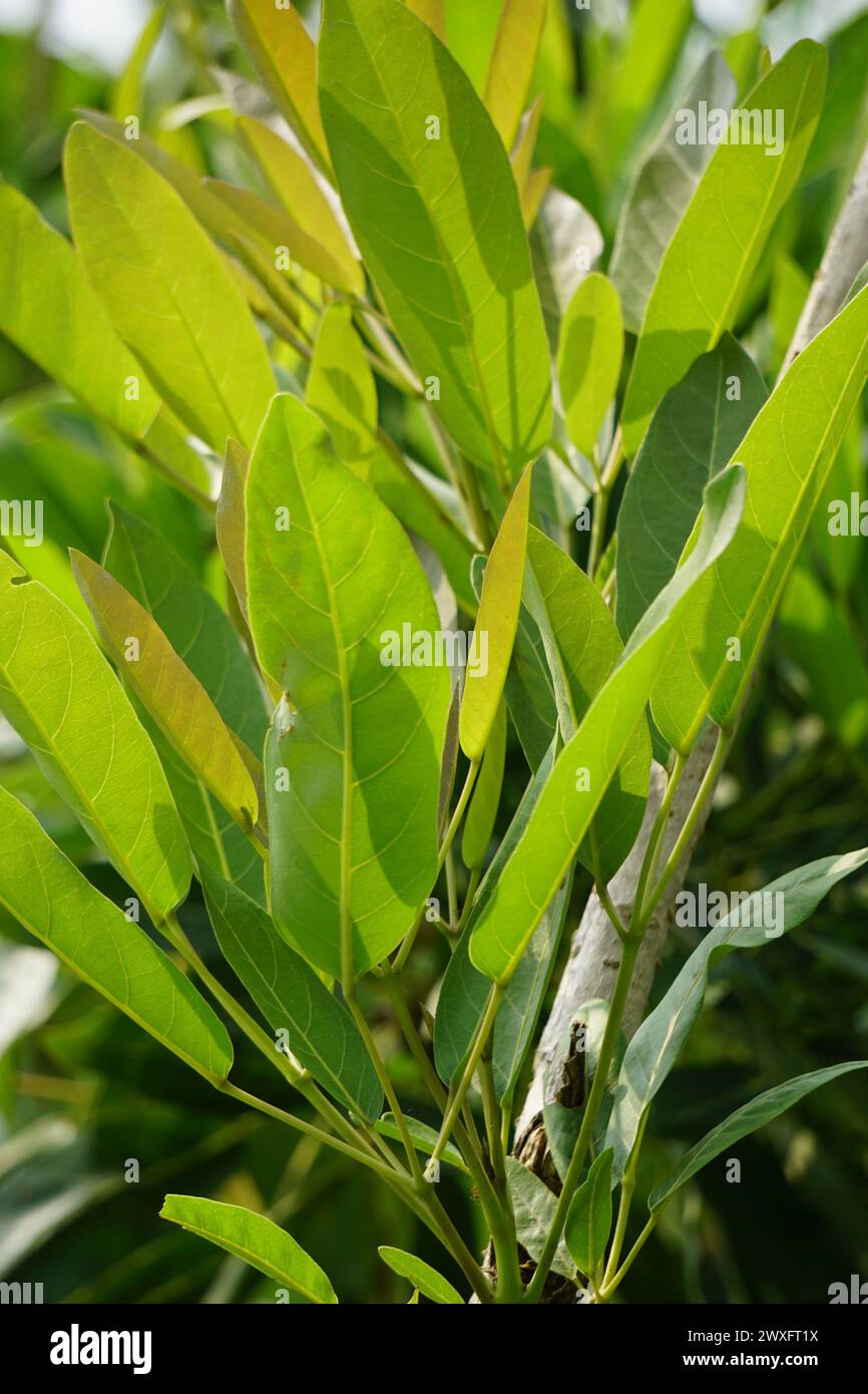 Tabebuia caraiba (Tabebuia aurea, tromba caraibica, tromba argentata, albero d'oro) con sfondo naturale. Foto Stock