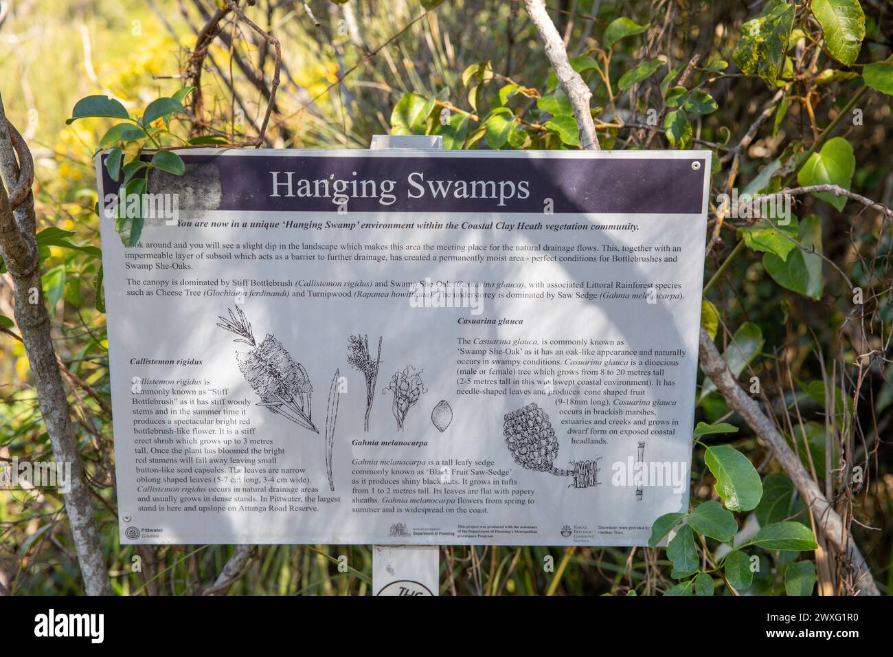 Ambiente delle paludi appese e cartello delle piante, promontorio sud di Bilgola sulla passeggiata costiera bicentenaria, Sydney, NSW, Australia Foto Stock