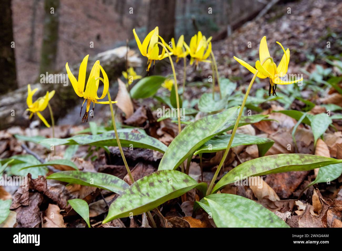 Gigli di trota o viola da dente di cane (Erythronium umbilicatum) - Pisgah National Forest, Brevard, North Carolina, Stati Uniti Foto Stock