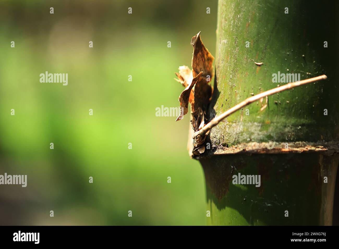 Alberi di bambù freschi in foresta con sfondo sfocato Foto Stock
