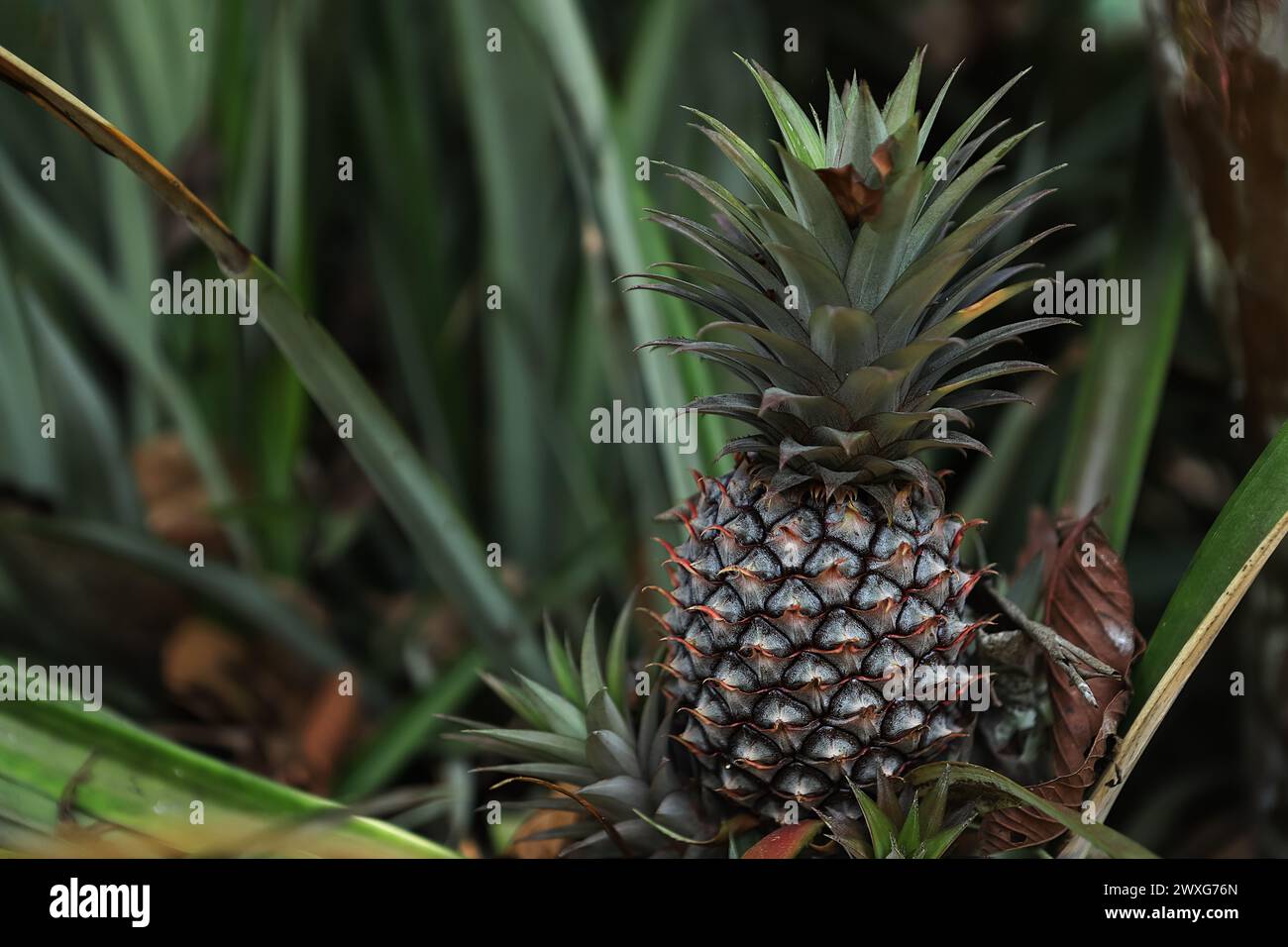 Sfondo ananas frutta verde sfocata frutta tropicale ananas che cresce in una fattoria frutta tropicale ananas che cresce in giardino. spazio per il testo Foto Stock