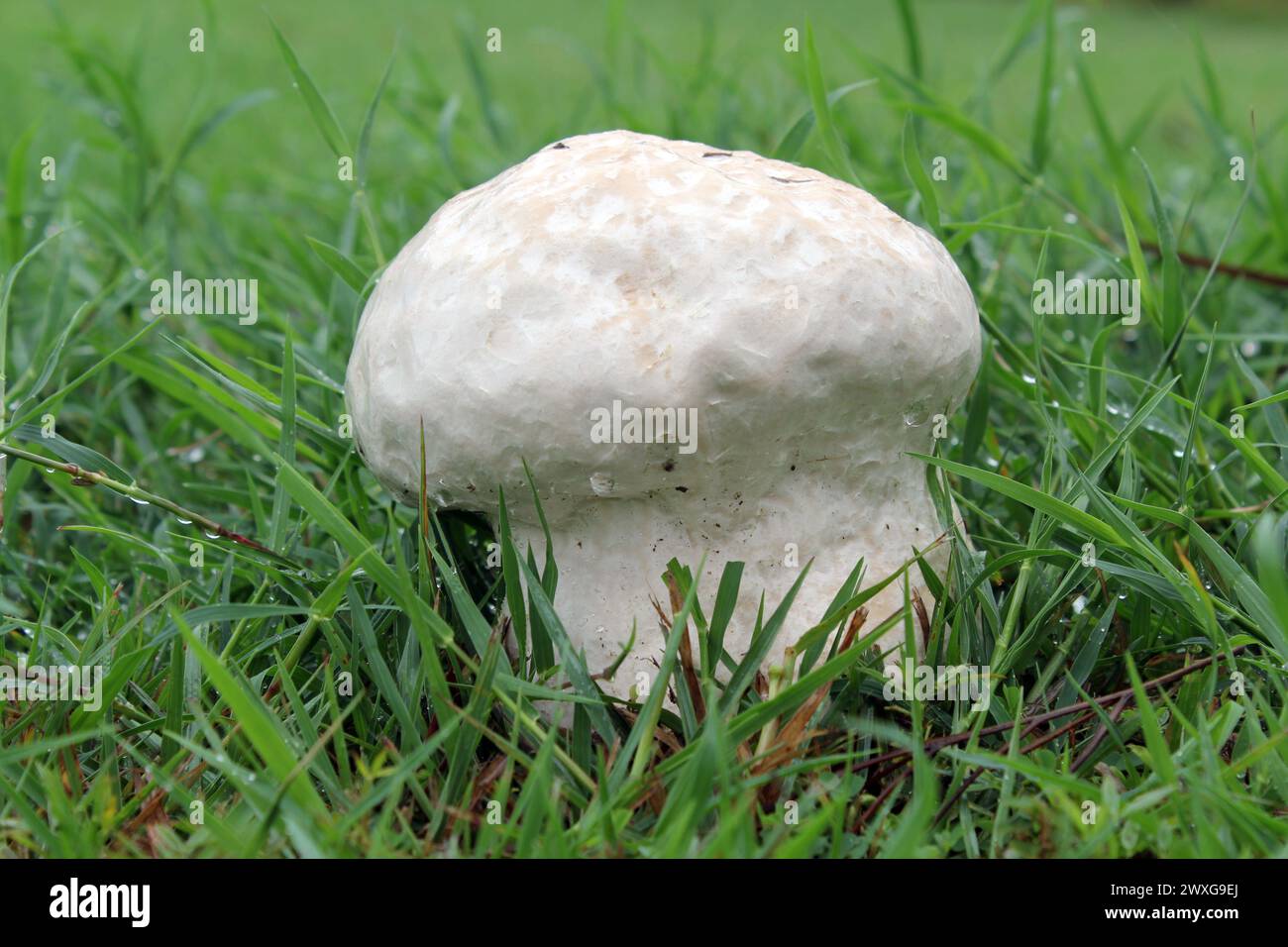 Funghi polpette in erba verde dopo la pioggia Foto Stock