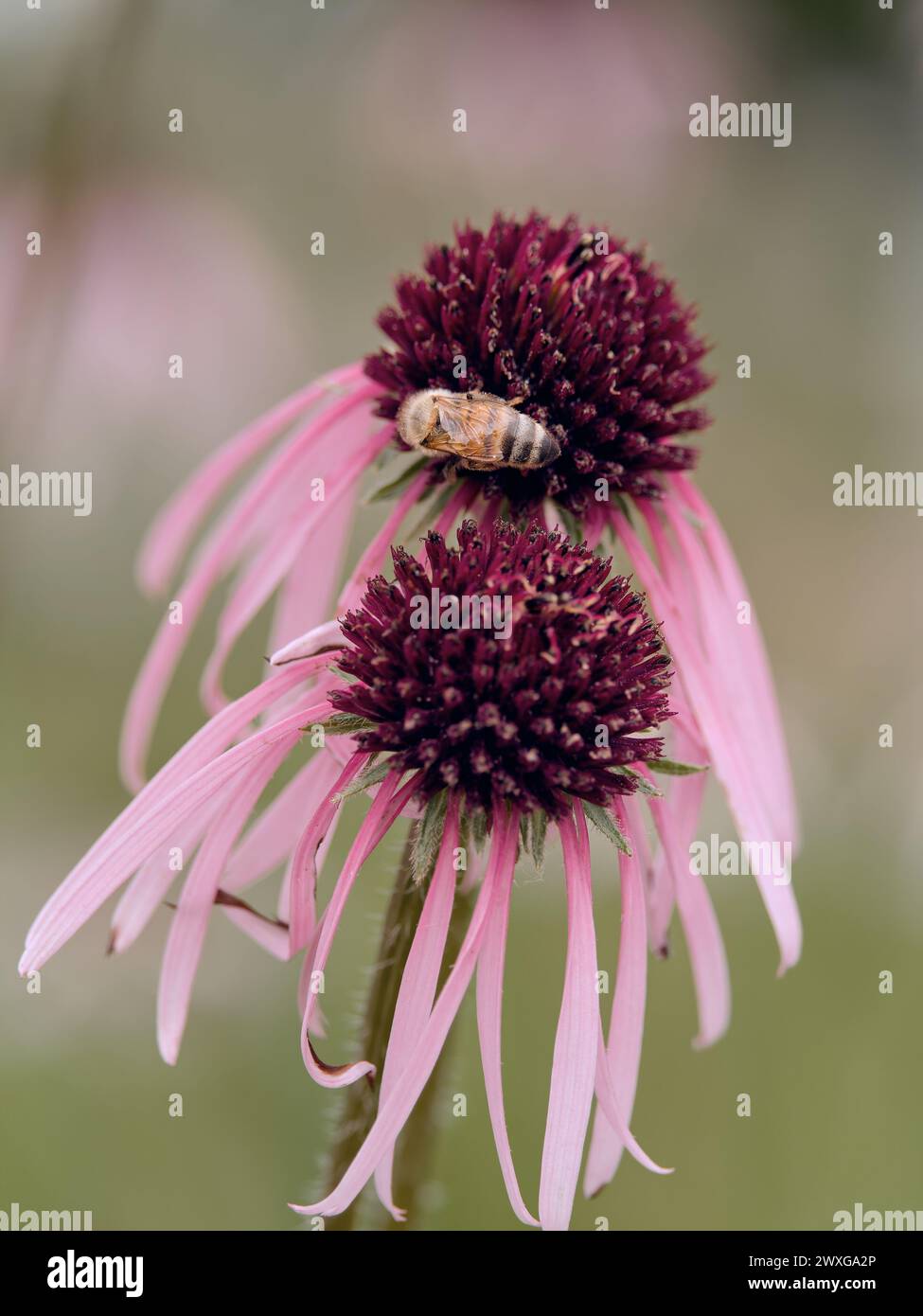 Echinacea pallida Foto Stock