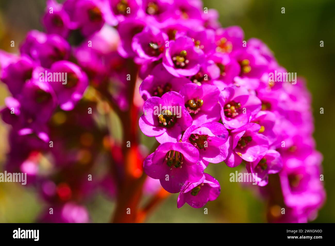 Bergenia cordifolia appesa al muro in una piantagione verticale sul muro Foto Stock
