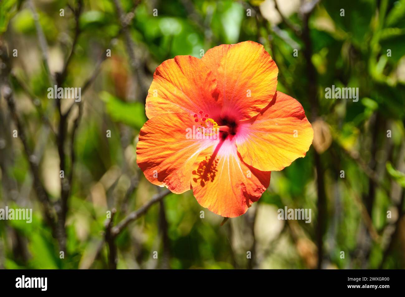 Un primo piano di un fiore di ibisco giallo e arancione dai colori vivaci al sole. Foto Stock