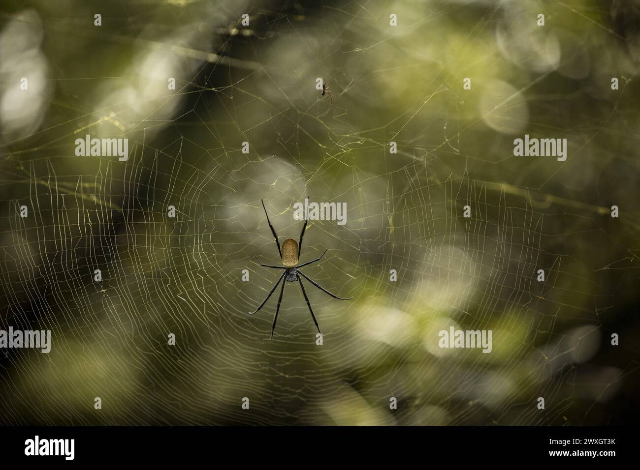 Ambiancedurante il Safari Rally Kenya 2024, 3° round del WRC World Rally Car Championship 2024, dal 28 al 31 marzo 2024 a Nairobi, Kenya Foto Stock