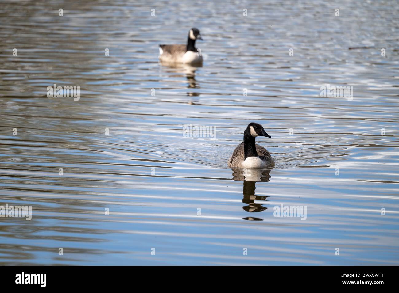 Foto ritratto di un paio di oche del Canada, Branta canadensis, viste insieme su un lago senza nient'altro nell'immagine, solo increspature sulla superficie del lago. Foto Stock