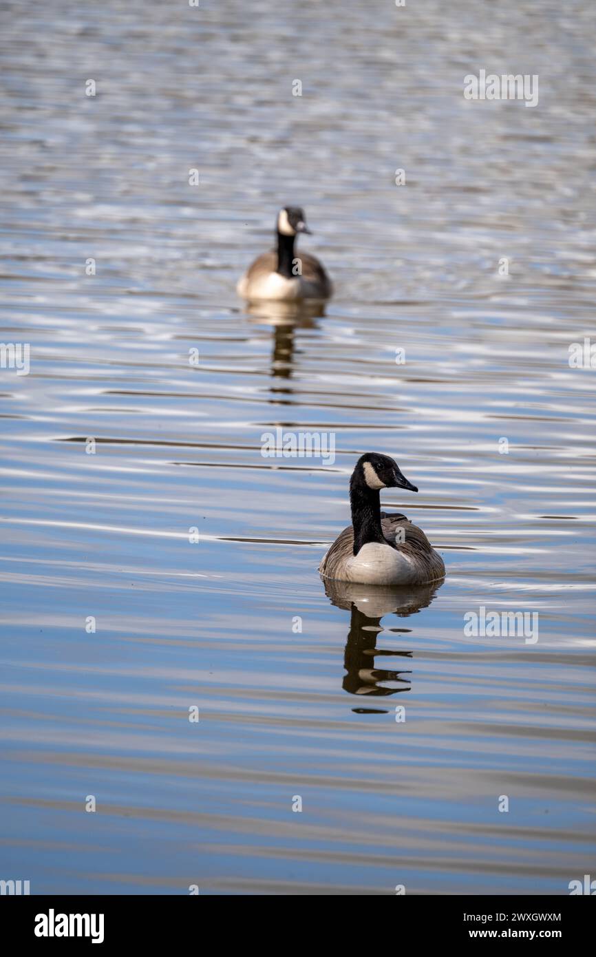 Foto ritratto di un paio di oche del Canada, Branta canadensis, viste insieme su un lago senza nient'altro nell'immagine, solo increspature sulla superficie del lago. Foto Stock