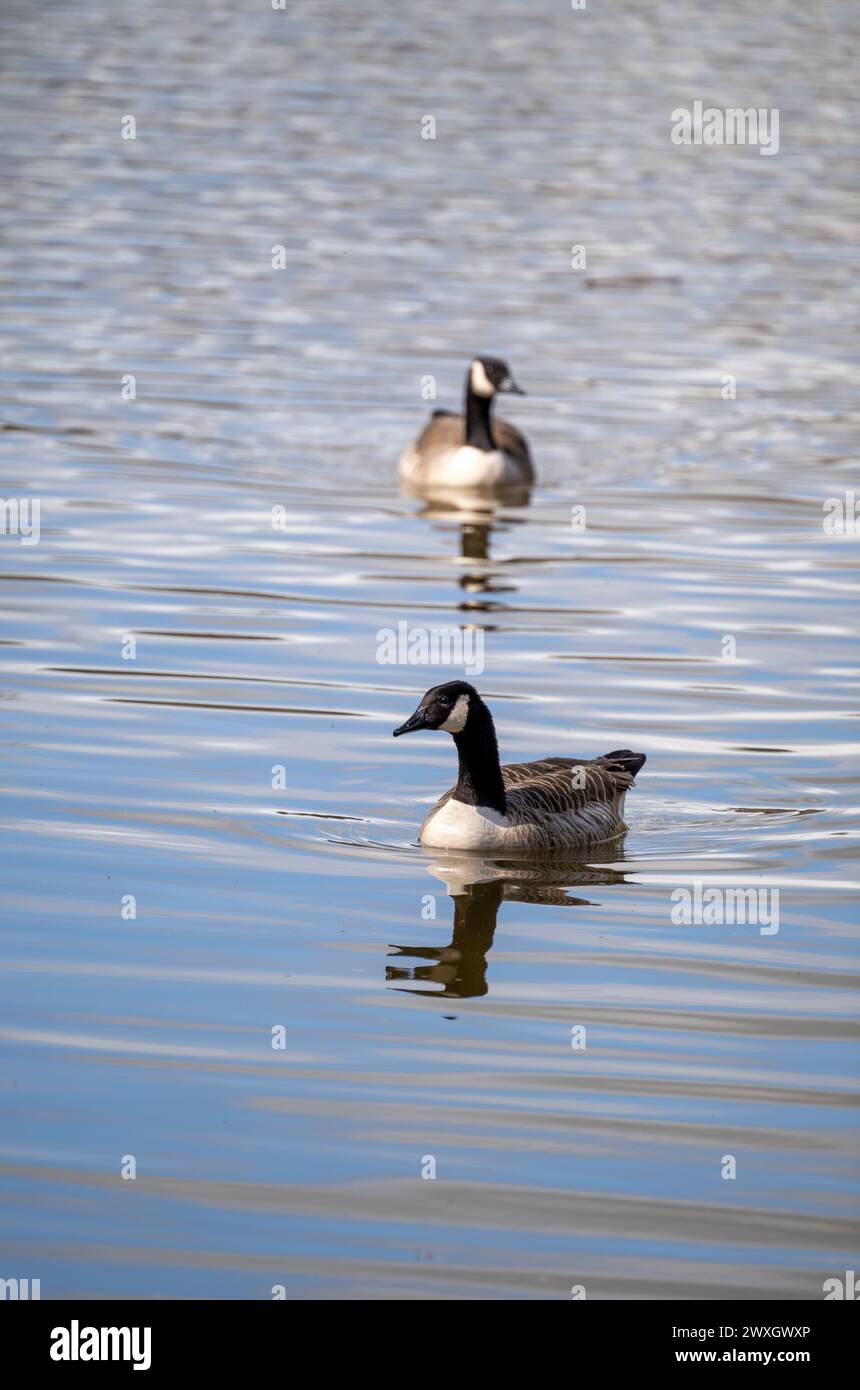 Foto ritratto di un paio di oche del Canada, Branta canadensis, viste insieme su un lago senza nient'altro nell'immagine, solo increspature sulla superficie del lago. Foto Stock