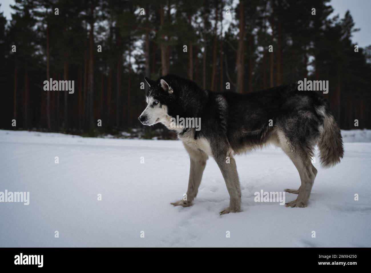 Cane Husky ??in inverno in una foresta innevata. Foto Stock