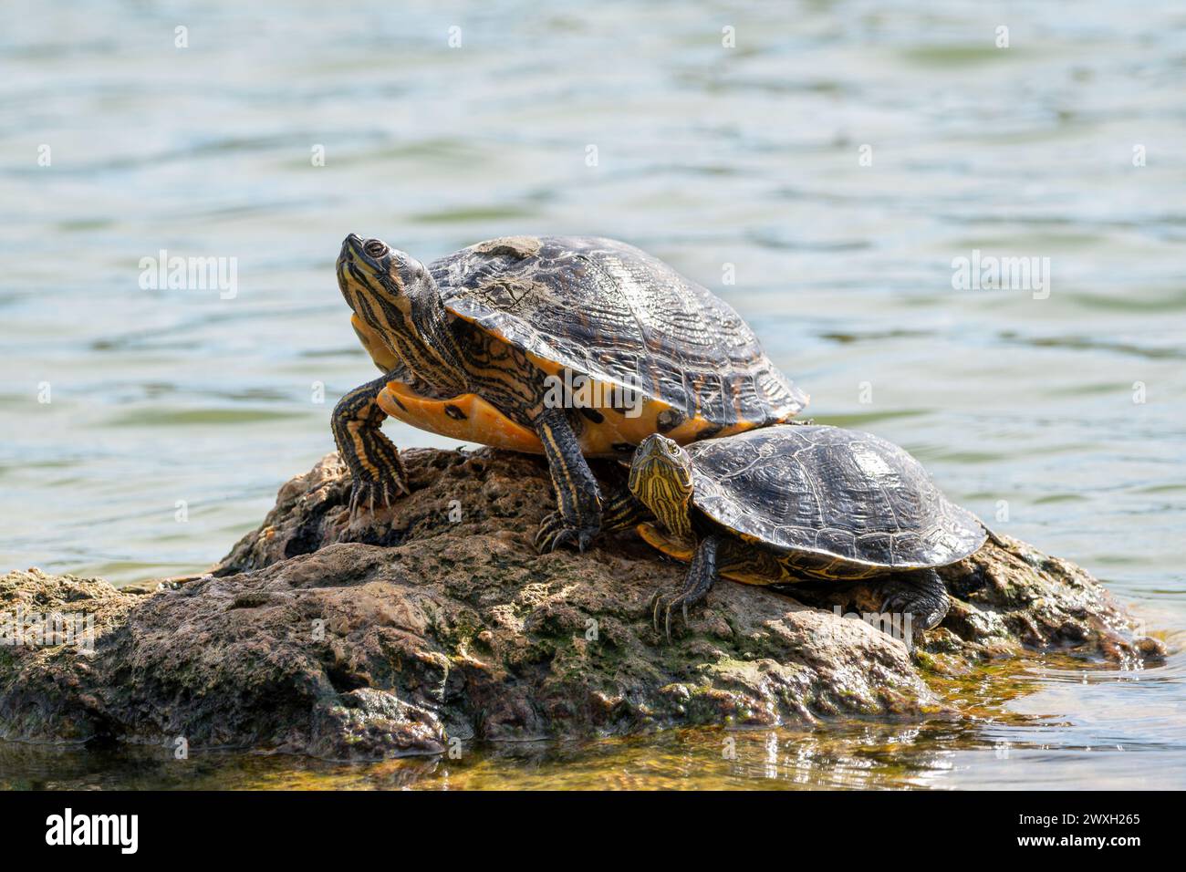 Tartarughe scorrevoli con panciute gialle su una roccia vicino all'acqua Foto Stock