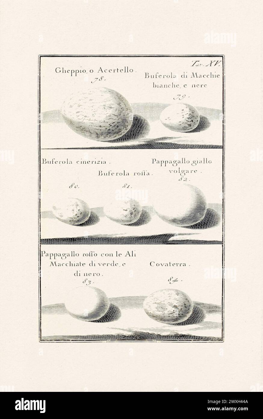 Illustrazione delle uova di uccelli: Un delicato disegno ornitologico che descrive le uova di diverse specie di uccelli. Questa è una vecchia illustrazione di un Itali Foto Stock