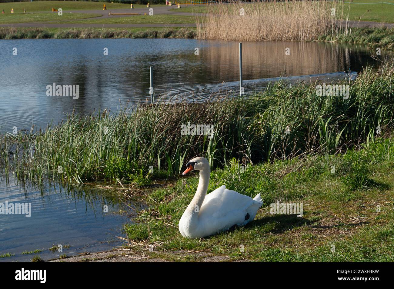 Dorney, Buckinghamshire, Regno Unito. 30 marzo 2024. Un cigno a Dorney Lake. Oggi è stata una bella giornata di sole al lago Dorney nel Buckinghamshire. Dorney Lake è utilizzato dai ragazzi dell'Eton College per remare, ma ha anche ospitato le Olimpiadi del 2012. Crediti: Maureen McLean/Alamy Live News Foto Stock