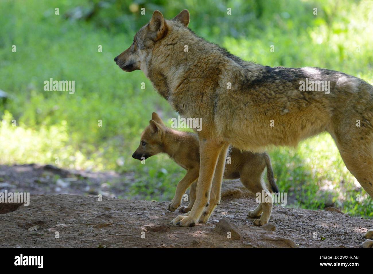 Wölfe im Sommer Wölfe Wölfe *** Lupi in estate Lupi Lupi Lupi Foto Stock