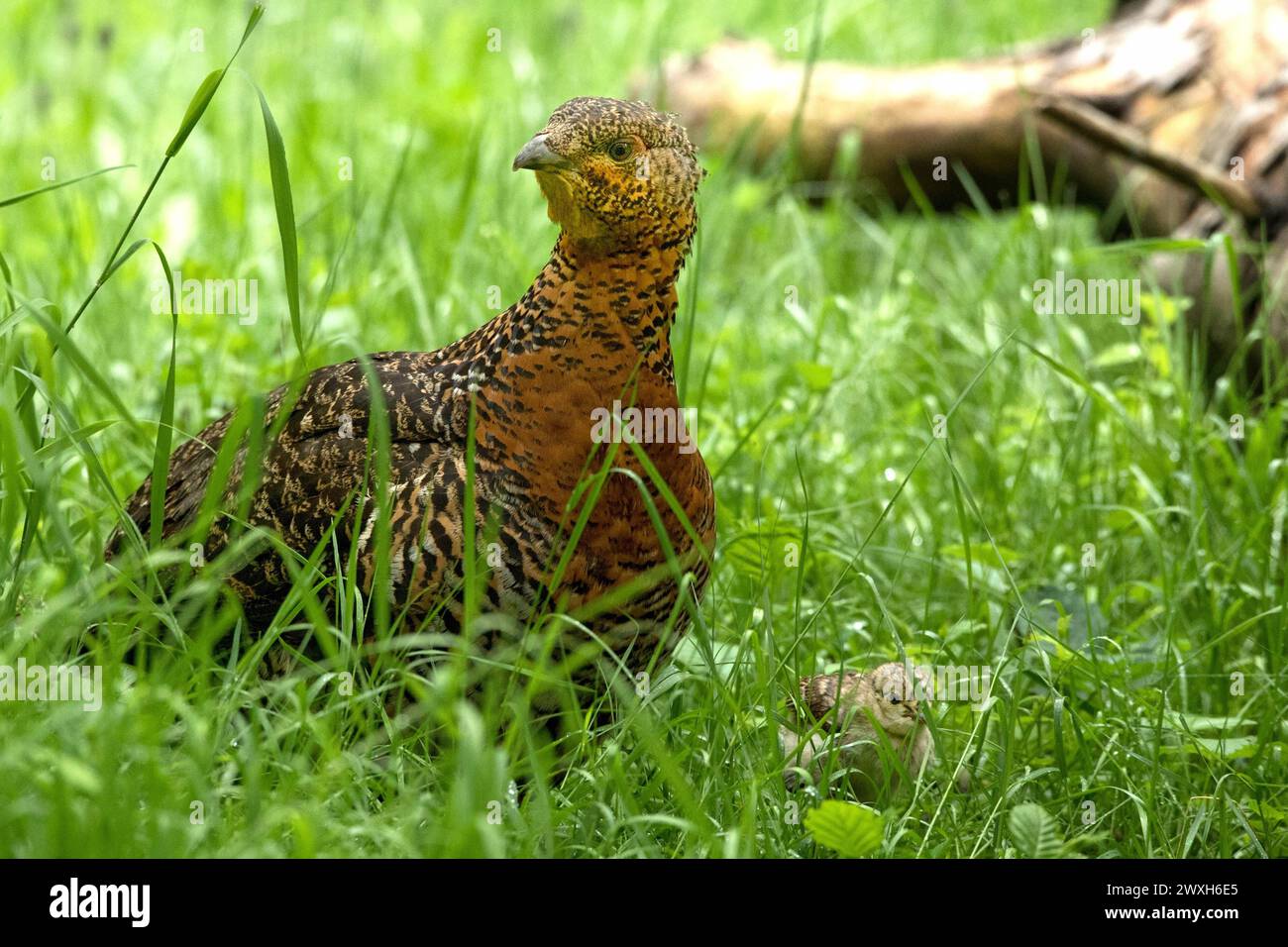 Auerhenne Auerhuhn Henne Auerhenne *** Capercaillie Capercaillie hen Capercaillie hen Foto Stock