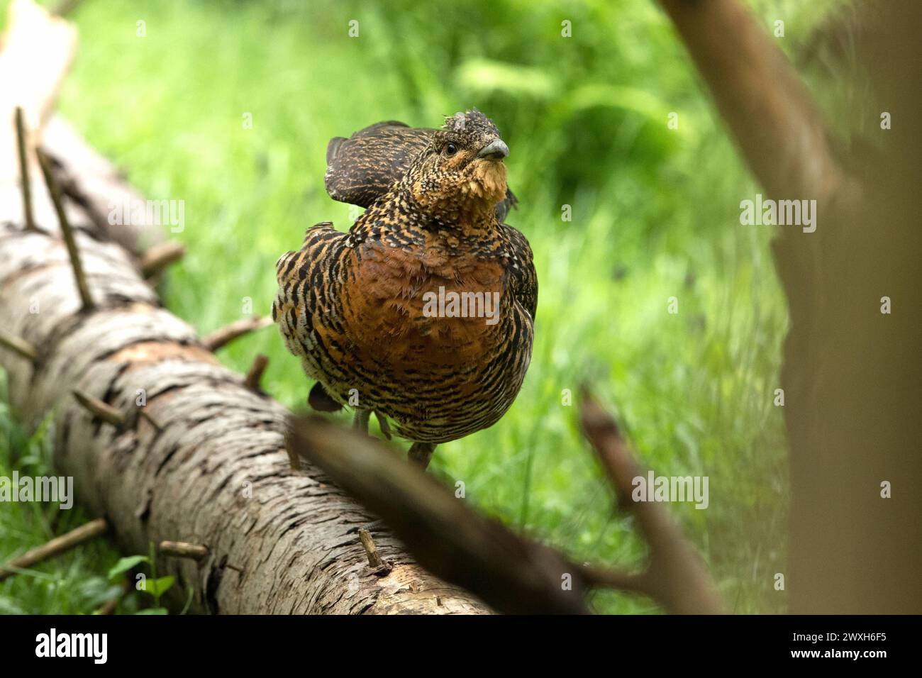 Auerhenne Auerhuhn Henne Auerhenne *** Capercaillie Capercaillie hen Capercaillie hen Foto Stock