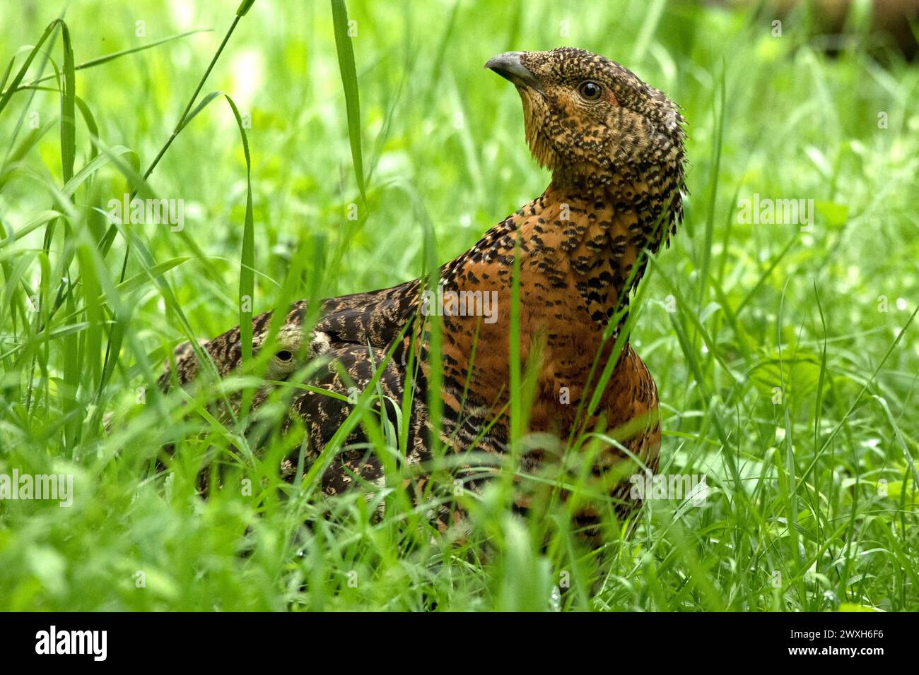 Auerhenne Auerhuhn Henne Auerhenne *** Capercaillie Capercaillie hen Capercaillie hen Foto Stock