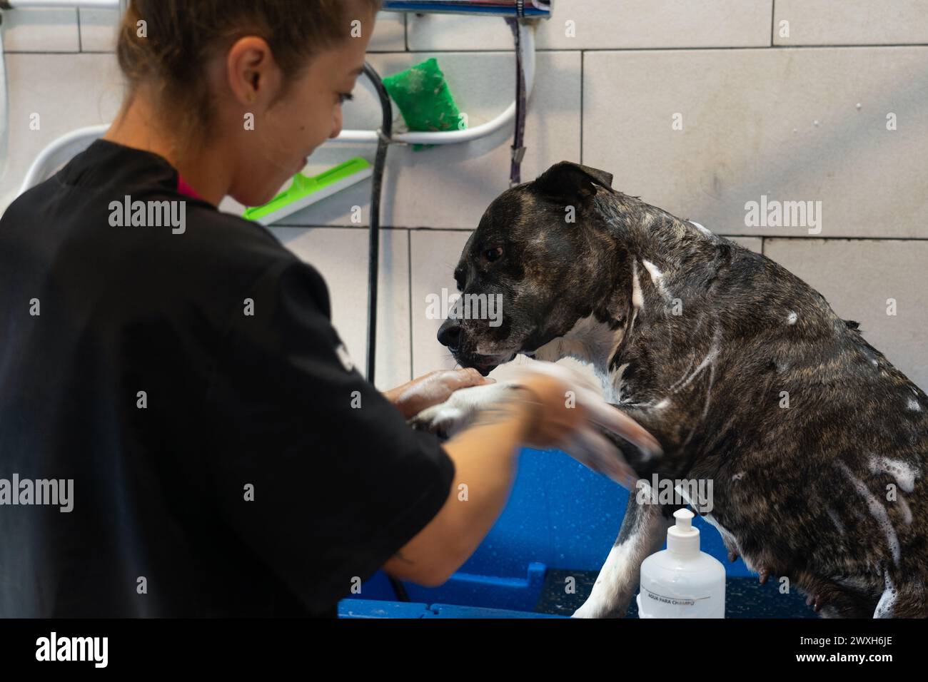 Spugnatore canino che insaponda un cane in un tostapane Foto Stock