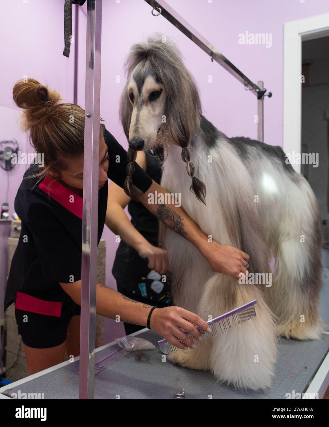 Donna che taglia i capelli di un cane da levriero afghano a un toelettatore Foto Stock