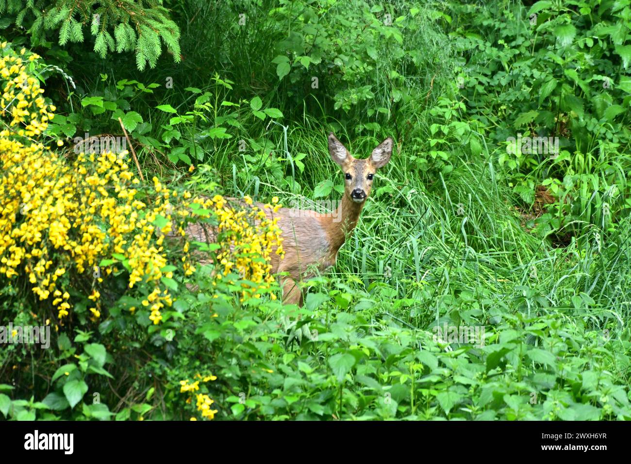 REH als Selektieräser Reh im Fellwechsel Reh im Wald, äsend, mai *** Roe Deer as Selective grazers Roe Deer in the Forest, grazing, May Foto Stock