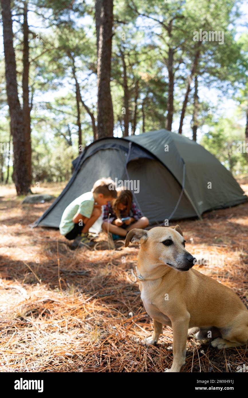 Cani e bambini in campeggio in una foresta Foto Stock