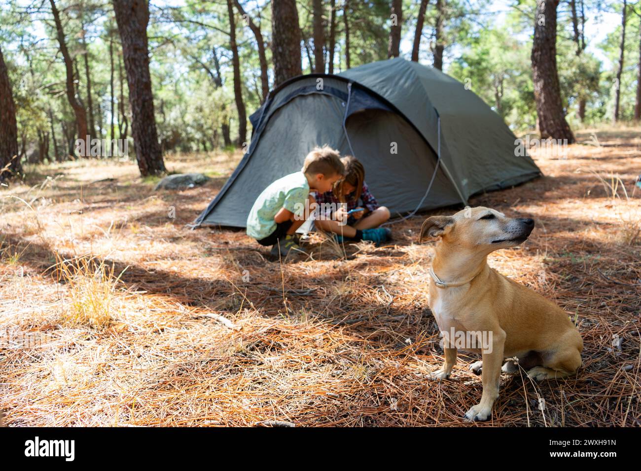 Famiglia con due bambini e un cane in campeggio nel bosco Foto Stock