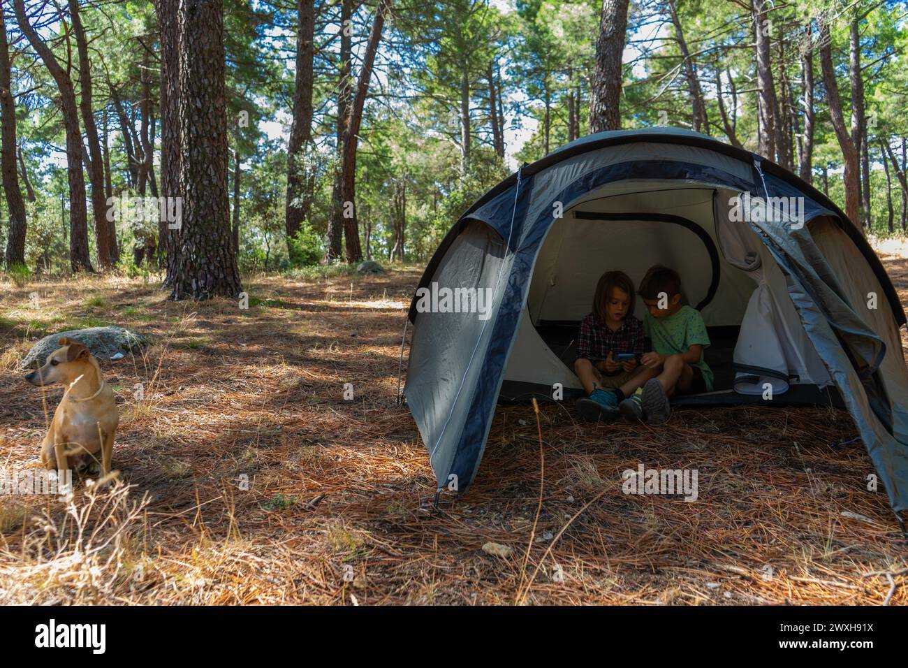 Due bambini in campeggio nella foresta che giocano al mobile all'interno della tenda Foto Stock
