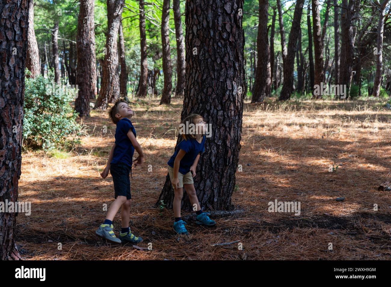Due bambini nel bosco che guardano qualcosa che hanno lanciato Foto Stock