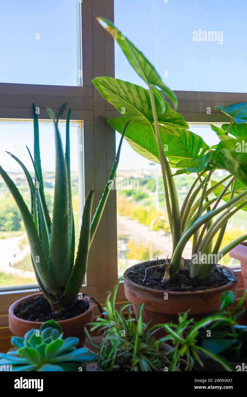 Piante diverse (Aloe vera e altre piante da interno) all'interno di una casa accanto a una finestra a bovindo Foto Stock