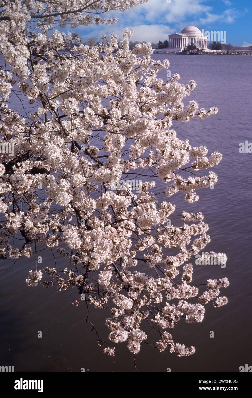 Washington, D.C. Jefferson Memorial, Cherry Blossoms in Foreground. Foto Stock